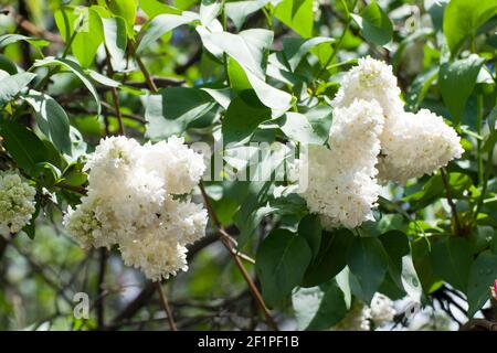 Der Flieder oder gewöhnliche Flieder ist eine Art blühender Pflanze in der Familie der Oliven. Der Flieder ist eine sehr beliebte Zierpflanze in Gärten und Parks. Stockfoto