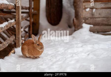 Schöne, flauschige rote Kaninchen im Winter auf dem Bauernhof. Das Kaninchen sitzt und wartet auf Nahrung. Stockfoto