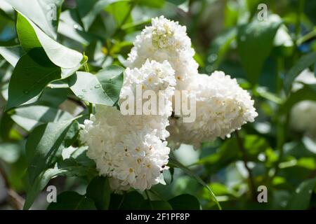 Weißer Flieder. Der Flieder ist wegen seiner attraktiven, süß riechenden Blüten eine sehr beliebte Zierpflanze in Gärten und Parks. Stockfoto