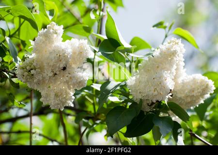 Der Flieder oder gewöhnliche Flieder ist eine Art blühender Pflanze in der Familie der Oliven. Der Flieder ist eine sehr beliebte Zierpflanze in Gärten und Parks. Stockfoto