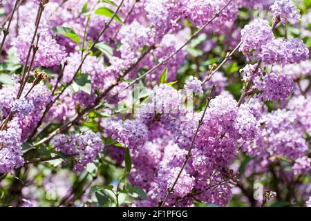 Hellvioletter Flieder. Der Flieder ist wegen seiner attraktiven, süß riechenden Blüten eine sehr beliebte Zierpflanze in Gärten und Parks. Stockfoto