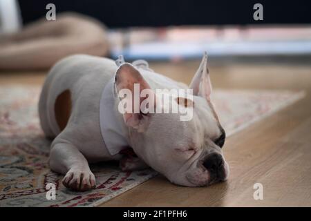 Müde französische Bulldogge, die auf dem Teppich schläft. Nette Hund Phantasie in einer Fliege verschlafen nach der Party gekleidet. Stockfoto