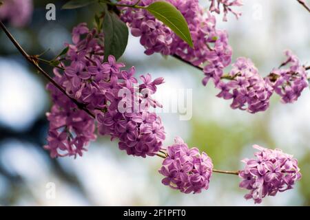 Lila, hellviolett. Der Flieder ist wegen seiner attraktiven, süß riechenden Blüten eine sehr beliebte Zierpflanze in Gärten und Parks. Stockfoto