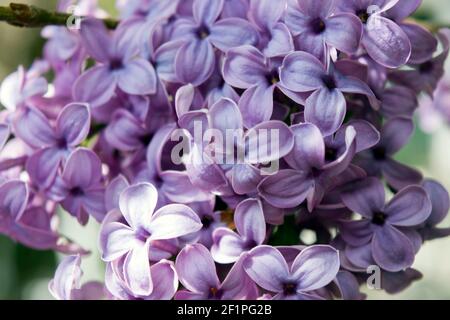 Der Flieder oder gewöhnliche Flieder ist eine Art blühender Pflanze in der Familie der Oliven. Der Flieder ist eine sehr beliebte Zierpflanze in Gärten und Parks. Stockfoto