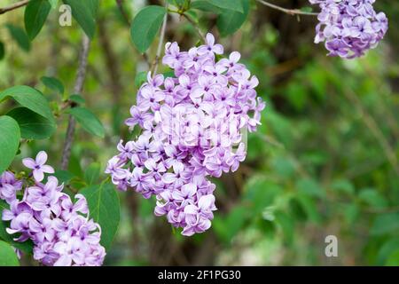 Der Flieder oder gewöhnliche Flieder ist eine Art blühender Pflanze in der Familie der Oliven. Der Flieder ist eine sehr beliebte Zierpflanze in Gärten und Parks. Stockfoto