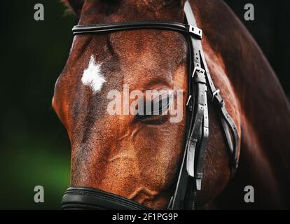 Ein schönes Lorbeerpferd mit einem schwarzen Zaumzeug an der Schnauze und einem weißen Fleck auf der Stirn vor einem Hintergrund von grünem Laub. Reitsport. Nat Stockfoto