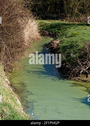 Reen in Nash, Newport, South Wales, Großbritannien Stockfoto