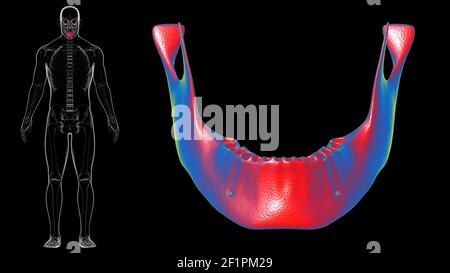 Menschliche Skelett Schädel Unterkiefer Knochen Anatomie für Medical Concept 3D Illustration Stockfoto