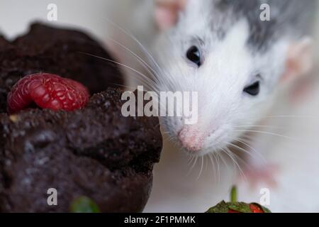 Eine niedliche und lustige dekorative weiß graue Ratte schnüffelt und will einen leckeren gebackenen Cupcake oder Muffin essen. Saftige Erdbeeren und Heidelbeeren liegen in der Nähe. Stockfoto