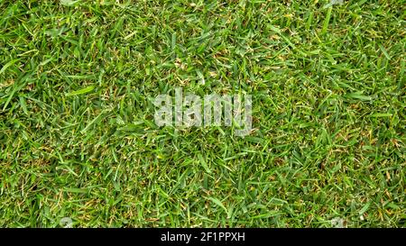 Frisches, geschnittenes Gras. Natur Textur Hintergrund. Grüner Rasen Rasen auf dem Feld. Grünes Rasenmuster. Langes Webbanner. Stockfoto