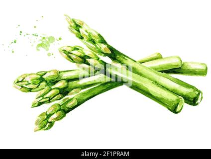 Frischer grüner Spargel, Aquarell handgezeichnet, isoliert auf weißem Hintergrund Stockfoto