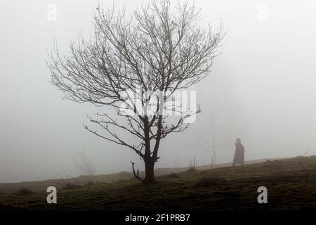 Nebel am Rudge Hill, Edge Common - Teil des Cotswold Commons & Beechwoods National Nature Reserve, Gloucestershire UK Stockfoto