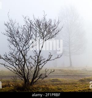 Nebel am Rudge Hill, Edge Common - Teil des Cotswold Commons & Beechwoods National Nature Reserve, Gloucestershire UK Stockfoto