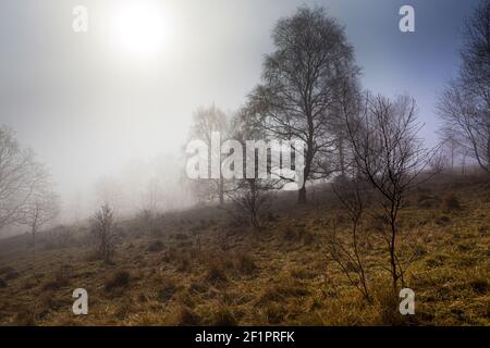 Nebel am Rudge Hill, Edge Common - Teil des Cotswold Commons & Beechwoods National Nature Reserve, Gloucestershire UK Stockfoto