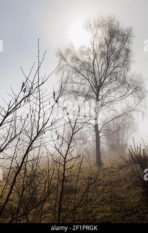 Nebel am Rudge Hill, Edge Common - Teil des Cotswold Commons & Beechwoods National Nature Reserve, Gloucestershire UK Stockfoto