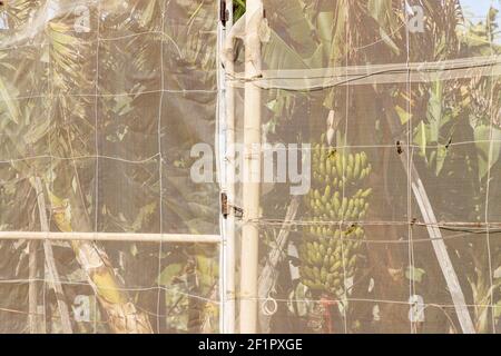 Bananenpflanzen gesehen durch das Kunststoffnetz, das die Plantagen auf den Fincas in Guia de Isora, Teneriffa, Kanarische Inseln, Spanien umgibt Stockfoto