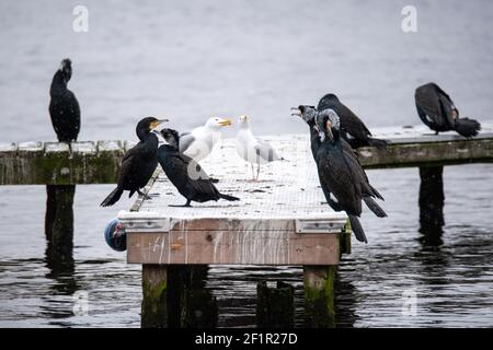 Hamburg, Deutschland. März 2021, 09th. Kormorane (Phalacrocoracidae) und Möwen (Larinae) sitzen auf einem Steg an der Außenalster. Quelle: Jonas Walzberg/dpa/Alamy Live News Stockfoto