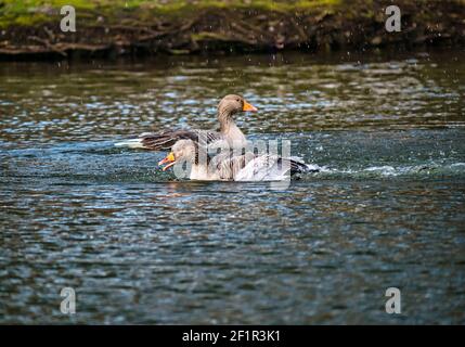 Graugänse-Paar (Anser anser) schwimmend im See spritzt im Wasser zu sauberen Federn, Gosford Estate, East Lothian, Schottland, UK Stockfoto