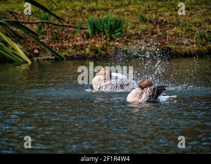 Graugänse-Paar (Anser anser) schwimmend im See spritzt im Wasser zu sauberen Federn, Gosford Estate, East Lothian, Schottland, UK Stockfoto