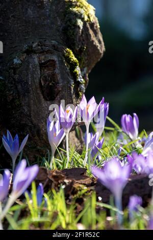 Zarte Krokusse vor einem dicken Baumstamm hinein Die Hintergrundbeleuchtung Stockfoto