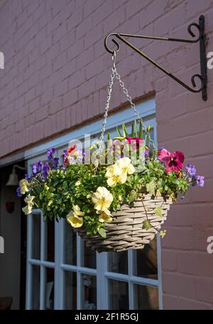 England, Großbritannien. 2021. Blühender Korb mit Winterblumen an der Wand eines Hauses in Südengland. Stockfoto