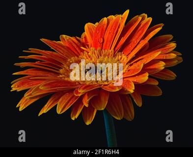 Nahaufnahme von schönen roten, orange Chrysantheme gerbera transvaal Gänseblümchen (asteraceae) isoliert auf schwarzem Hintergrund mit Wassertropfen. Blüte, Blüte, Stockfoto