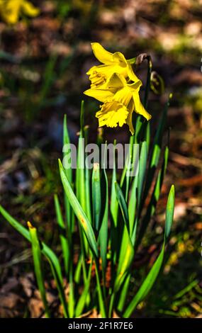 Frühes Frühjahr Narzissen wachsen in Wäldern in Sonnenschein, East Lothian, Schottland, Großbritannien Stockfoto