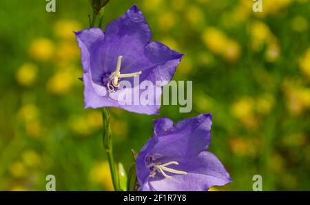 Schöner Frühlingshintergrund mit campanula Bouquet Bluebell Blumen im Wald Stockfoto