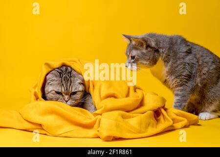 Zwei Katzen, eine böse schottische Falte in eine weiche Decke gewickelt, und die andere Halbrasse sieht ihn verwirrt an. Gelber Hintergrund. Stockfoto