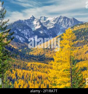 Herbstlerche im Elchbach-Tal unterhalb namenlosen Gipfeln der Missionsberge bei condon, montana Stockfoto