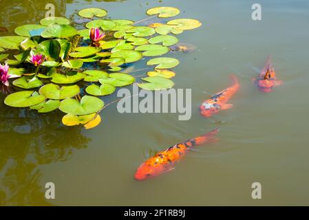 Schöne rosa Seerose und Fische im See Stockfoto