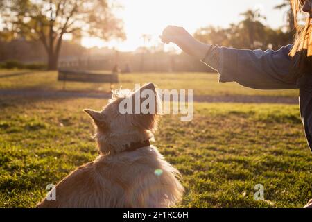 Ein Hund spielt mit seinem Besitzer im Stadtpark Von Buenos Aires Stockfoto