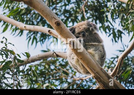 Schlafender Koala auf einem Eukalyptusbaum im Tower Hill Wildlife Reserve, Victoria, Australien Stockfoto
