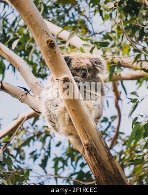 Schlafender Koala auf einem Eukalyptusbaum im Tower Hill Wildlife Reserve, Victoria, Australien Stockfoto