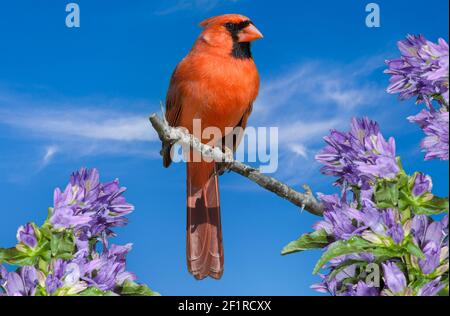 Nordamerika; Usa; Arizona; Tierwelt; Vögel; Singvogel; nördlicher Kardinal; Cardinalis cardinalis; Männlich; Frühling Stockfoto