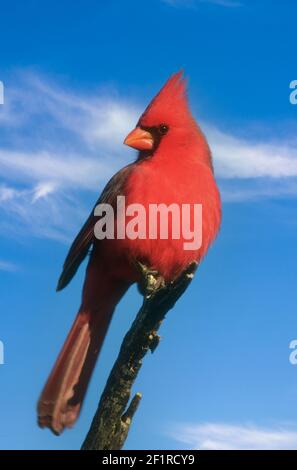 Nordamerika; Usa; Arizona; Sonora Desert; Tierwelt; Vögel; nördlicher Kardinal; Cardinalis cardinalis. Stockfoto