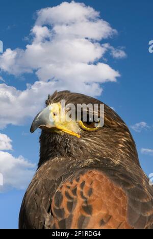 Harris Hawk; New Mexico; San Juan Mountains; Tierwelt; Vögel; Greifvögel; Raubvögel; Harris Hawk; Stockfoto