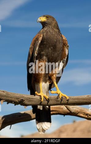 Harris Hawk; New Mexico; San Juan Mountains; Tierwelt; Vögel; Greifvögel; Raubvögel; Harris Hawk; Stockfoto