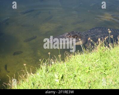 Eine schöne Aufnahme eines Krokodils, das seinen Kopf aus dem Wasser streut, umgeben von Gras und Fischen, die herumschwimmen. Stockfoto