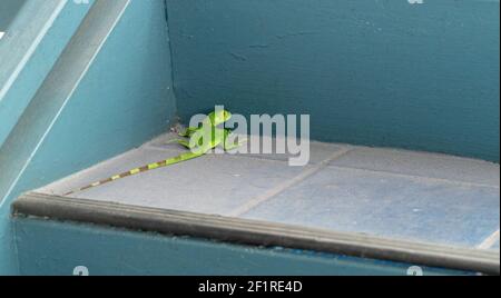 Eine wunderschöne Aufnahme einer grünen Eidechse mit schwarzen Streifen am Schwanz, die auf einer Keramikstufe, umgeben von aquablauen Wänden, läuft. Stockfoto