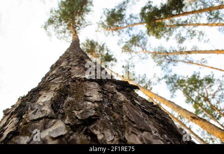 Frühling in einem Pinienwald. Blick auf die Gipfel der Pinien im Sonnenlicht aus dem Erdgeschoss. Blick aus der Bodenperspektive Kiefernäste und Stockfoto