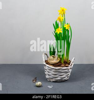 Gelbe Narzissen mit Zwiebeln in einem großen Topf mit Eiern für Ostern auf dem Hintergrund einer grauen Wand. Platz für eine Inschrift. Farben des Jahres. Stockfoto