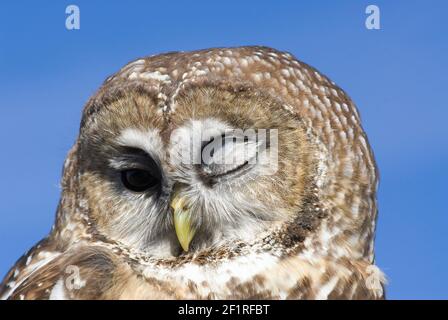 Gefleckte Eule Mexikanisch; New Mexico; San Juan Mountains; Tierwelt; Vögel; Greifvögel; Greifvögel; Stockfoto