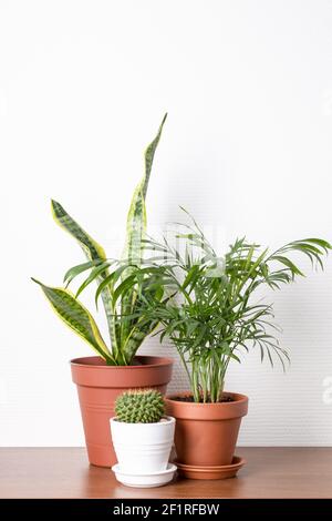 Drei Hauspflanzen in Keramiktöpfen auf dem Tisch. Kaktus, Berpalme und sansevieria. Stockfoto