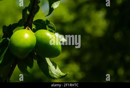 Makro Foto unreifen Frühling Pflaumenfrüchte wachsen auf einem Baum zwischen grünen Blättern. Junge unreife Ernte auf dunkelgrünem Hintergrund Stockfoto