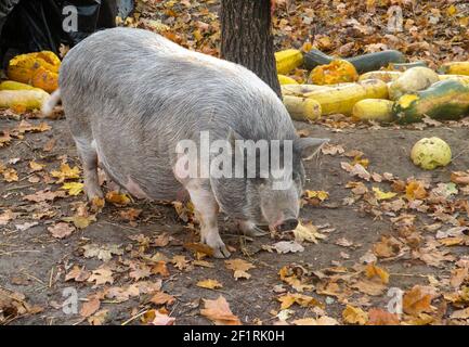 Großes fettes graues Schwein in herbstlicher Natur mit gefallenen Blättern. Kürbisse im Rücken. Vieh Stockfoto