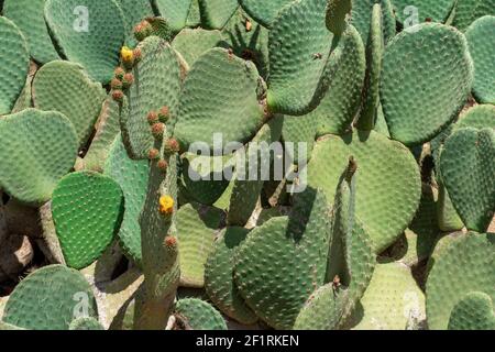 Nahaufnahme von Opuntia, allgemein als Kaktusbirne bezeichnet Stockfoto