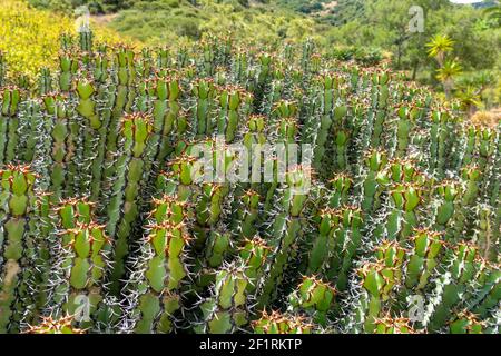 Euphorbia ist eine sehr große und vielfältige Gattung blühender Pflanzen, die gemeinhin als Spurge bezeichnet wird Stockfoto