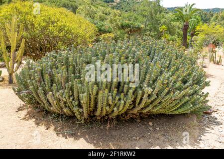 Euphorbia ist eine sehr große und vielfältige Gattung blühender Pflanzen, die gemeinhin als Spurge bezeichnet wird Stockfoto