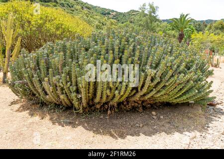 Euphorbia ist eine sehr große und vielfältige Gattung blühender Pflanzen, die gemeinhin als Spurge bezeichnet wird Stockfoto